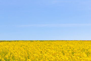 Obraz premium [知多郡]観光農園 花ひろばの菜の花畑