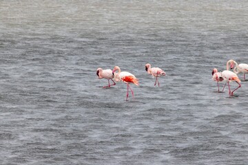 Picture of a group of flamingos standing in shallow water near Walvis Bay in Namibia