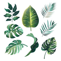 Different leaves close up on Transparent Background