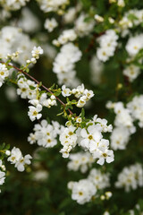 exochorda blooms vigorously in spring close-up. The first spring flowers, spring mood.