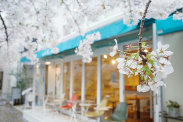おしゃれなカフェが多い兵庫県芦屋市の茶屋この町、桜の咲く頃 - obrazy, fototapety, plakaty