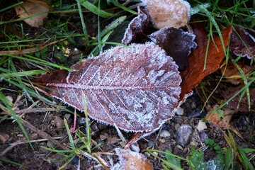 Yellow frozen leaves on the ground surrounded by green grass during the daytime