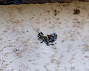 Close-up shot of a dead Angulate orb weaver on the web