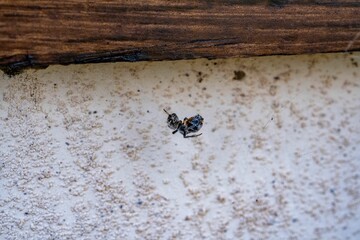 Close-up shot of a dead Angulate orb weaver on the web
