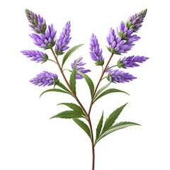 Lavender Flower in PNG format with transparent background