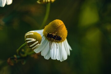 Closeup shot of a bee collecting pollen from chamomile in a garden on a blurred background