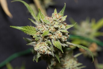 Image of a single branch of marijuana in the blurred background.