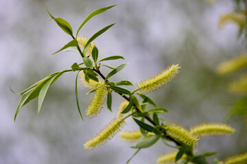 close-up image of poplar buds, spring season.