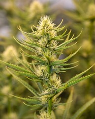 Vertical closeup shot of a cannabis plant.