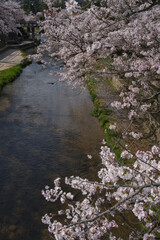 玉湯川（玉造温泉）の桜