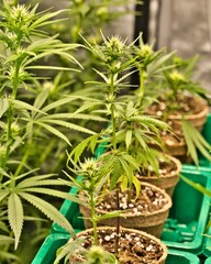 Obraz premium Vertical shot of cannabis plants in pots.