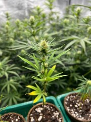 Vertical shot of a flowered cannabis plant in a flowerpot against the isolated background