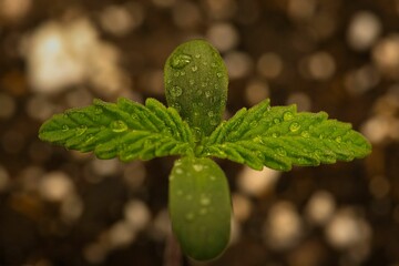 Closeup shot of marijuana plant with waterdrops on a blurred background