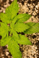 Vertical shot of beautiful water drops on a bright green Cannabis Marijuana plant