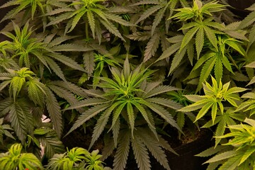 Closeup of a bush of growing green Canabis plants