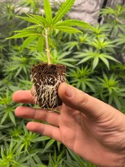 Hand holding a cannabis stalk in a soil block