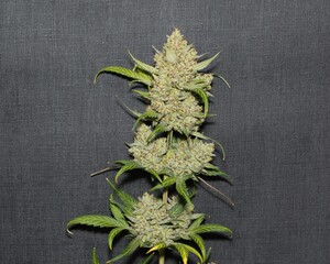 Closeup shot of a cannabis plant against a black fabric background.