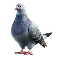 Foto op Canvas pigeon isolated on white 3d rendered illustration png isolated on white background © Asif