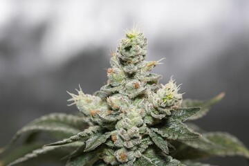 Closeup shot of a cannabis plant.