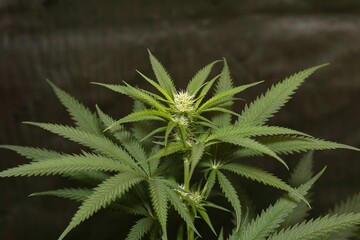 Close-up shot of green marijuana plant on a blurred background