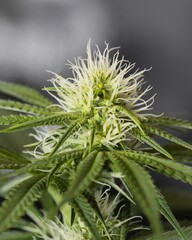 Close-up shot of green marijuana plant on a blurred background
