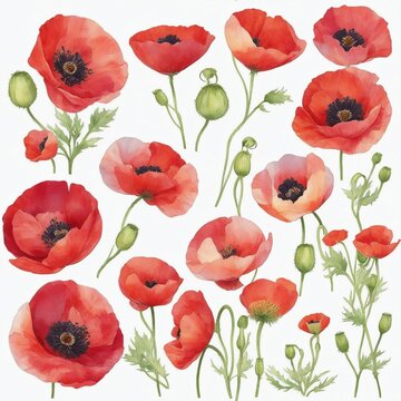AI generated image of poppies on white background