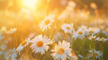 Poster The landscape of white daisy blooms in a field, with the focus on the setting sun. The grassy meadow is blurred, creating a warm golden hour effect during sunset and sunrise time © Sourav Mittal