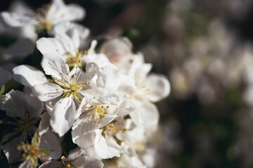 Closeup of blooming white flowers