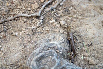 Closeup of a Stauroderus scalaris insect in the mountains
