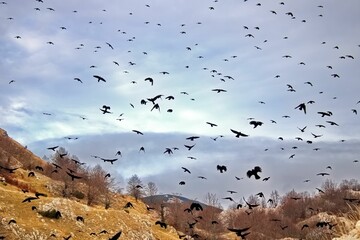 Aerial shot of black sparrows in a flock flying in the air against the autumn trees