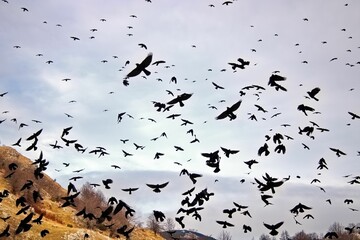 Aerial shot of black sparrows in a flock flying in the air against the clouded sky