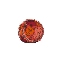 Colorful peach vector sketch with light and shadow.