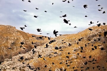 Aerial shot of black sparrows in a flock flying in the air against the rocky mountains