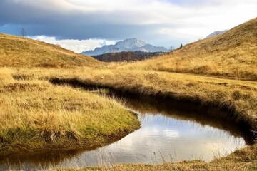 Closeup shot of a creek and dry autumn plants along the stream in a field
