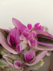 close up macro shot of a flower