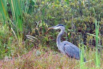 Fototapeta premium Great blue heron walking among green plants looking for food with blur background on a sunny day
