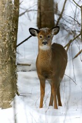 Small deer standing on top of a snow-covered ground during winter