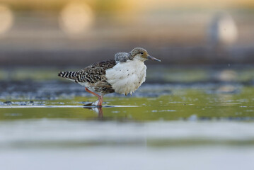 Ruff (Calidris pugnax) male feeding in the wetlands in summer.