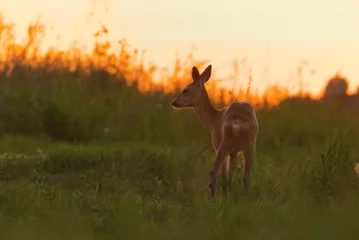 Rolgordijnen Roe deer (Capreolus capreolus) female in the field at dawn in summer. © Henri