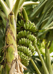 green bananas on a palm tree.