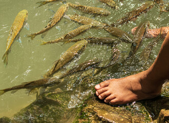feet in river water with fish.