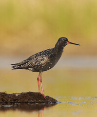 Spotted redshank (Tringa erythropus) resting in the wetlands looking at the sky in summer.