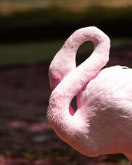 pink flamingo birds in nature.