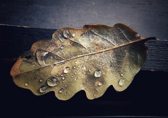 Closeup of a dried leaf with water on the surface placed on a black surface