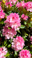 pink rhododendron flowers close up