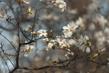 Blooming white magnolia in spring. Twigs with flowers. Beautiful magnolia flowers in soft light....