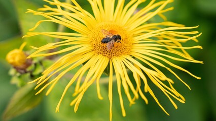Closeup shot of a bee pollinating a yellow dandelion