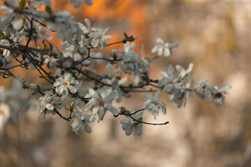 Blooming white magnolia in spring. Twigs with flowers. Beautiful magnolia flowers in soft light. Selective focus. Dnepr city, Ukraine. Personifications of spring beauty. The magic of blooming