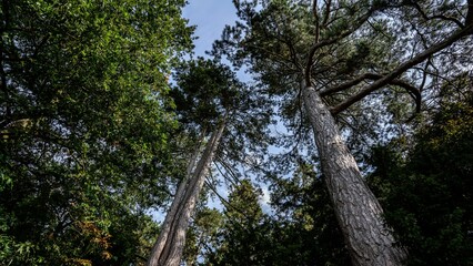 Fototapeta premium Low angle shot of tall redwood pine trees
