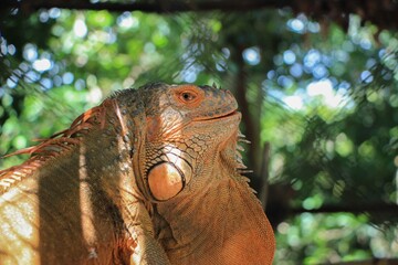 Closeup shot of a brown iguana in a zoo on a sunny day
